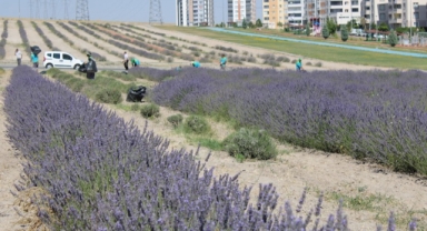 Çiftçilere örnek olması için ekilen lavantanın 4. hasadı yapıldı (Foto Galeri)