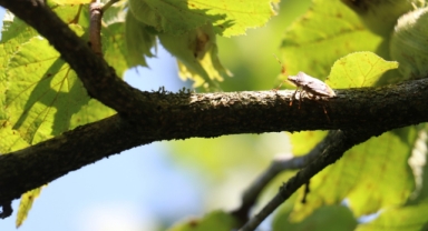 Fındık hasadı öncesi kritik hazırlıklar (Foto Galeri) 
