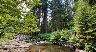 Giresun'da o yayla akarsularıyla güzel manzaralar sunuyor (Foto Galeri) 