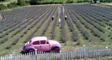 Girişimci kadınların kurduğu lavanta tarlaları Sinop turizmini renklendirdi (Foto Galeri) 