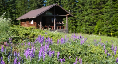 Ilgaz Dağı'nın zirvesinde açan çiçeklerle bahar yeni yaşanıyor (Foto Galeri) 