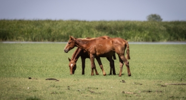 Kızılırmak Deltası Kuş Cenneti'ne yeşilin en güzel tonları hakim (Foto Galeri) 