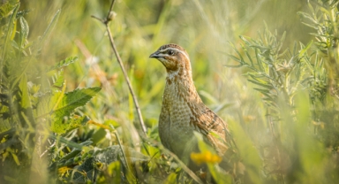 O kent, yaban hayatı ve yırtıcı kuş çeşitliliğiyle dikkat çekiyor (Foto Galeri)