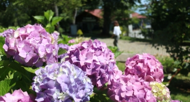 Trabzon'da yaz renkleri (Foto Galeri)