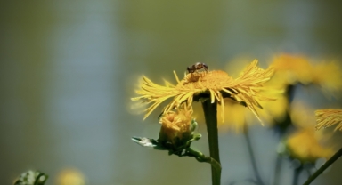 Yabani arıların doğada beslenme telaşı (Foto Galeri)