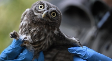 Yuvalarını kaybeden baykuş yavruları doğaya kanat çırpmaya hazırlanıyor (Foto Galeri)