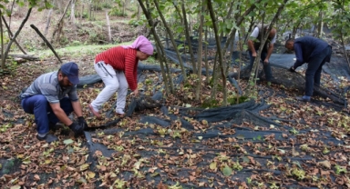 148 fındık üreticisine hasat filesi desteği sağlandı (Foto Galeri) 