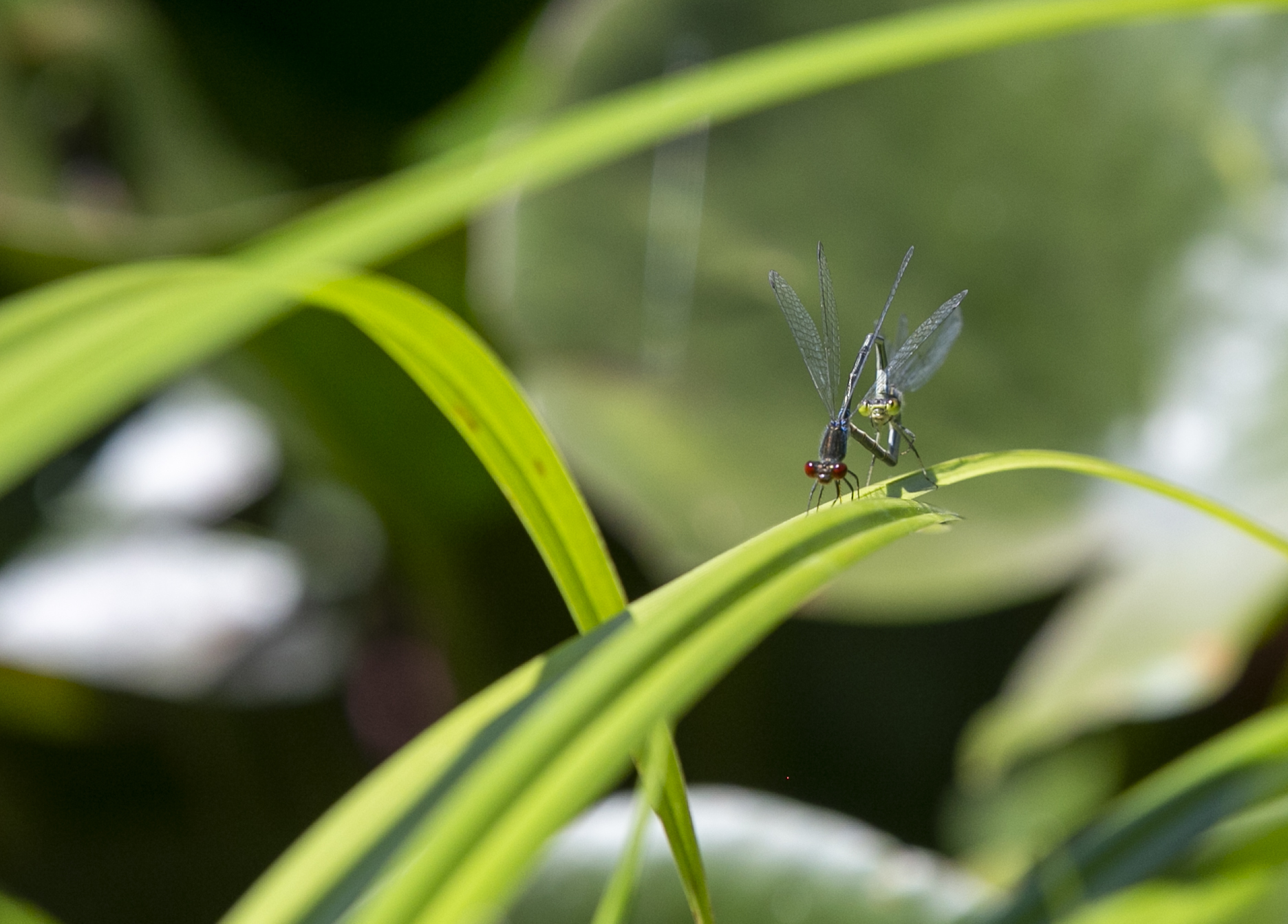 Rengarenk Yusufçukların Büyüleyici Görüntüsü (Foto Galeri)