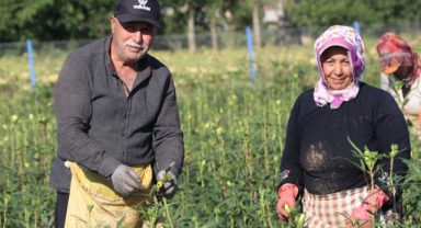 Amasya'nın coğrafi işaretli çiçek bamyasının hasadı başladı (Foto Galeri) 