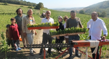 Bafra Ovası'nda tütün hasadı devam ediyor (Foto Galeri)