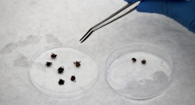 Doğadan toplanan örneklerle kene kaynaklı hastalıkların risk haritası oluşturuluyor (Foto Galeri) 