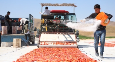 Dünya sofralarını süsleyen domateste 315 ton rekolte bekleniyor (Foto Galeri)