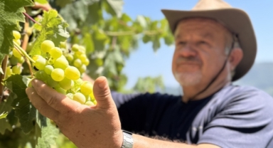 Emekli makine mühendisi hayalini gerçekleştirdiği bahçesinde 8 çeşit üzüm yetiştiriyor (Foto Galeri)