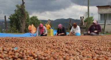 Fındıkta Yüksek Randıman İçin İmece Usulü Seçme Mesaisi Başladı (Foto Galeri)