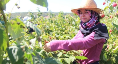 Genç girişimci tarımda kendi işinin patronu oldu (Foto Galeri)