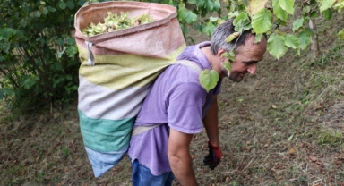 Giresun ve Trabzon'da fındık hasadına başlandı (Foto Galeri) 