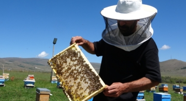 Kafkas Arısının Doğal Poleniyle Üretilen Şifa Kaynağı: Coğrafi İşaretli O Balda Hasat Başladı (Foto Galeri)