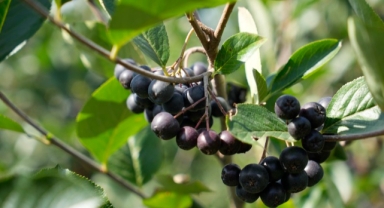 Karadeniz’in O Kentinde ‘Süper Meyve’ Aronya Yüksek Verime Ulaştı (Foto Galeri)
