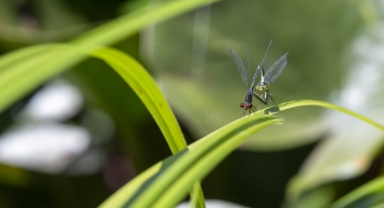 Rengarenk Yusufçukların Büyüleyici Görüntüsü (Foto Galeri)