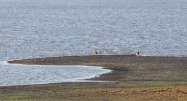 Seben Gölü'nde ortaya çıkan adacıklar, ineklerin otlağı oldu (Foto Galeri) 