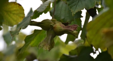 Trabzon'da örnek bahçede Fındık Hasat Şenliği düzenlendi (Foto Galeri)