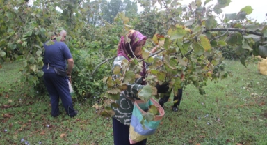 Yeşil altın fındıkta hasat başladı (Foto Galeri)