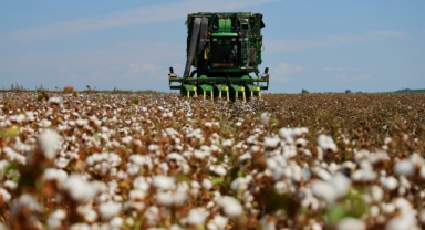Bir dönemin beyaz altını, pamukta hasat başladı (Foto Galeri)