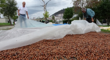 Giresun'da fındık hasadının ardından üreticilerin kurutma mesaisi sürüyor (Foto Galeri)