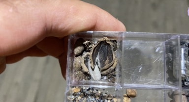 Karadeniz'in o kentinde 3 bin 500 yıllık fındık fosili bulundu (Foto Galeri) 