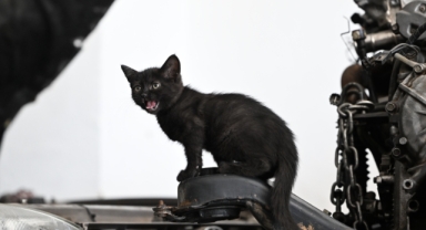 Tamire getirilen otomobilin motor kısmından çıkarılan kediyi usta sahiplendi (Foto Galeri) 