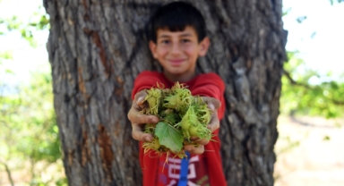 Türk fındığı ağaçları yüzlerce yıldır meyve veriyor (Foto Galeri) 