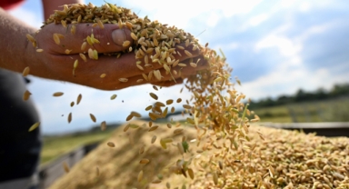 Üreticilere devlet desteği tescili Konuralp pirincinin ekim alanını artırdı (Foto Galeri) 