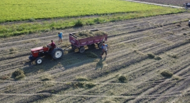  Yer fıstığında hasat: Üreticinin yüzü güldü, kuşlar da şölene katıldı (Foto Galeri)