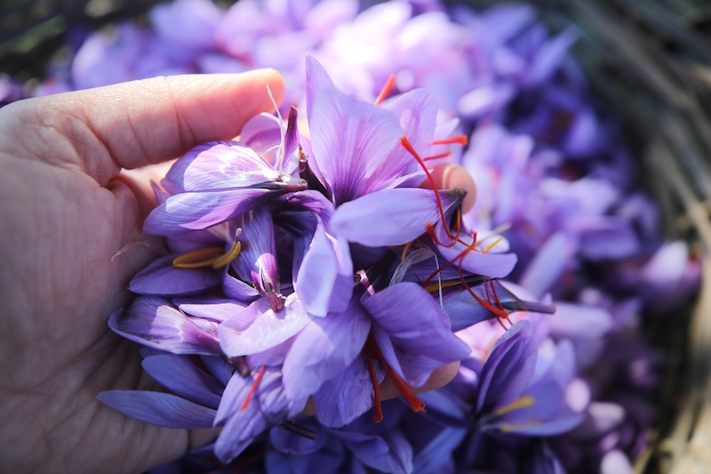 O kentte ekilen ‘mucize bitki’ safranın hasadı sürüyor (Foto Galeri)