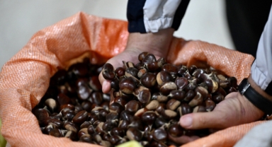 Düzce'de kestane mezatı açıldı (Foto Galeri) 
