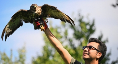 Elektrik akımına kapılarak felç geçiren kızıl şahin uzman ellerde iyileşti (Foto Galeri) 