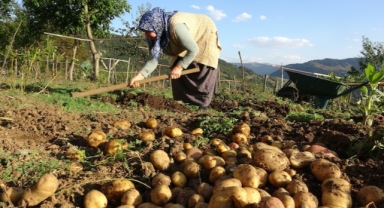 Giresun yaylalarında patates hasadı başladı (Foto Galeri)