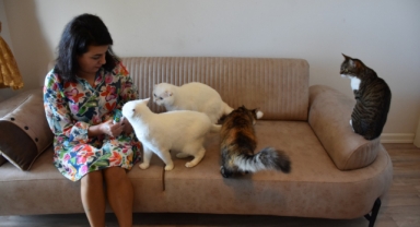 Hayvansever vatandaş, aralarında görme engeli de bulunan kedilere kucak açtı (Foto Galeri)  