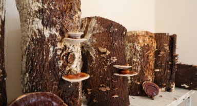  Hükümlüler, kilogramı 15 bin TL'ye kadar çıkan 'Kırmızı Reishi' mantarı yetiştirdi (Foto Galeri)