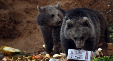 Kara yolu kenarını mesken edinen ayı yavrularını bölge sakinleri besliyor (Foto Galeri) 