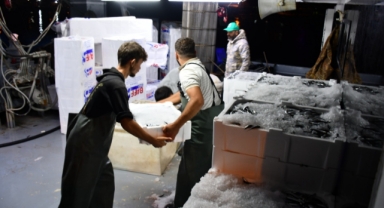 Karadeniz'de hamsi bolluğu! (Foto Galeri) 