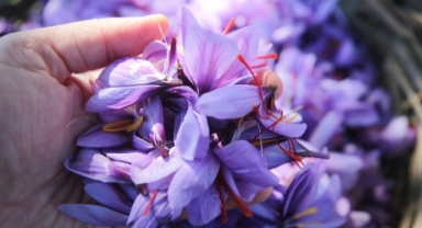 O kentte ekilen ‘mucize bitki’ safranın hasadı sürüyor (Foto Galeri)