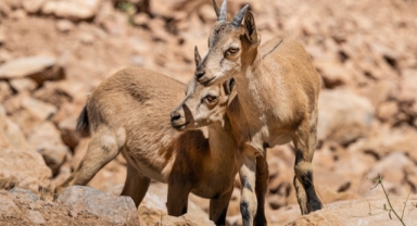 O kentte yaban keçileri yavrularıyla böyle görüntülendi (Foto Galeri)