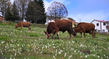 Trabzon'un yüksek kesimlerini 