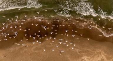 Türkiye'nin kuzey ucu Sinop'un simge kuşları: Martılar (Foto Galeri)