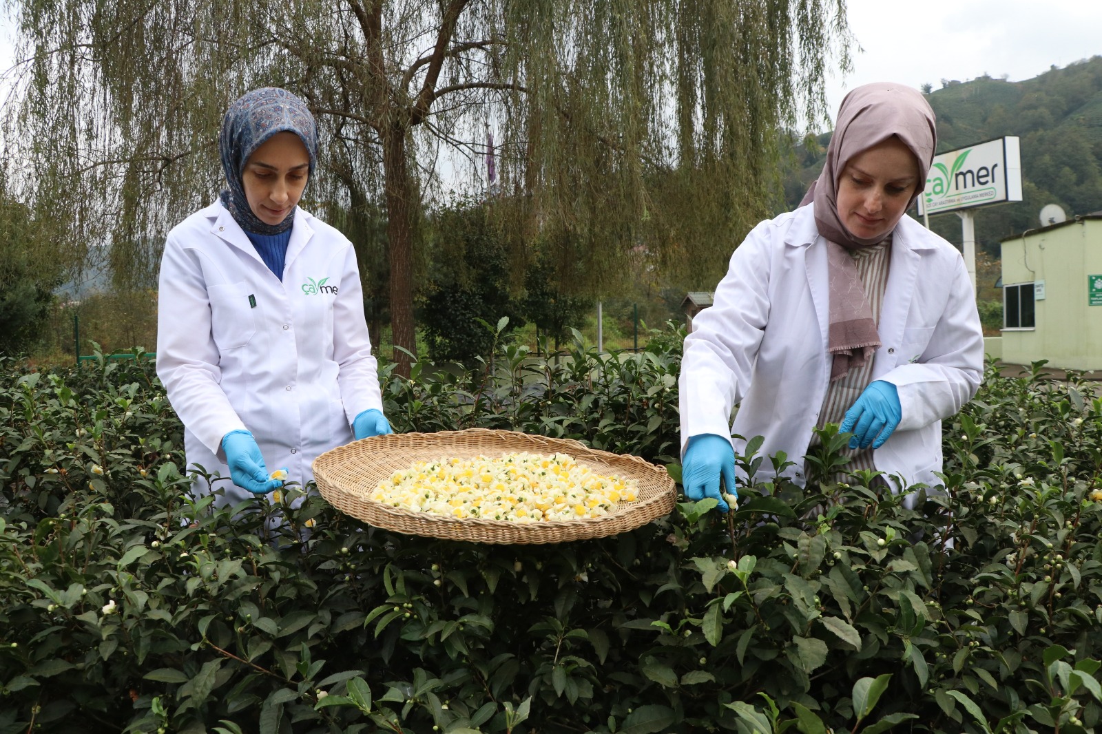 ÇAYMER, bu yıl 50 kilogram çiçek çayı üretti (Foto Galeri) 