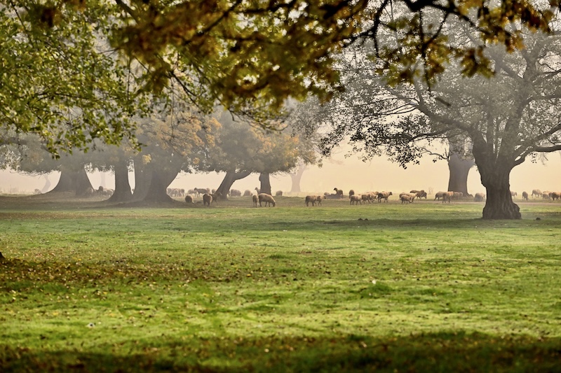 Sisler Arasında Sonbaharın Büyüsü: Efteni Gölü Kuş Cenneti’nde Güz Manzarası (Foto Galeri)
