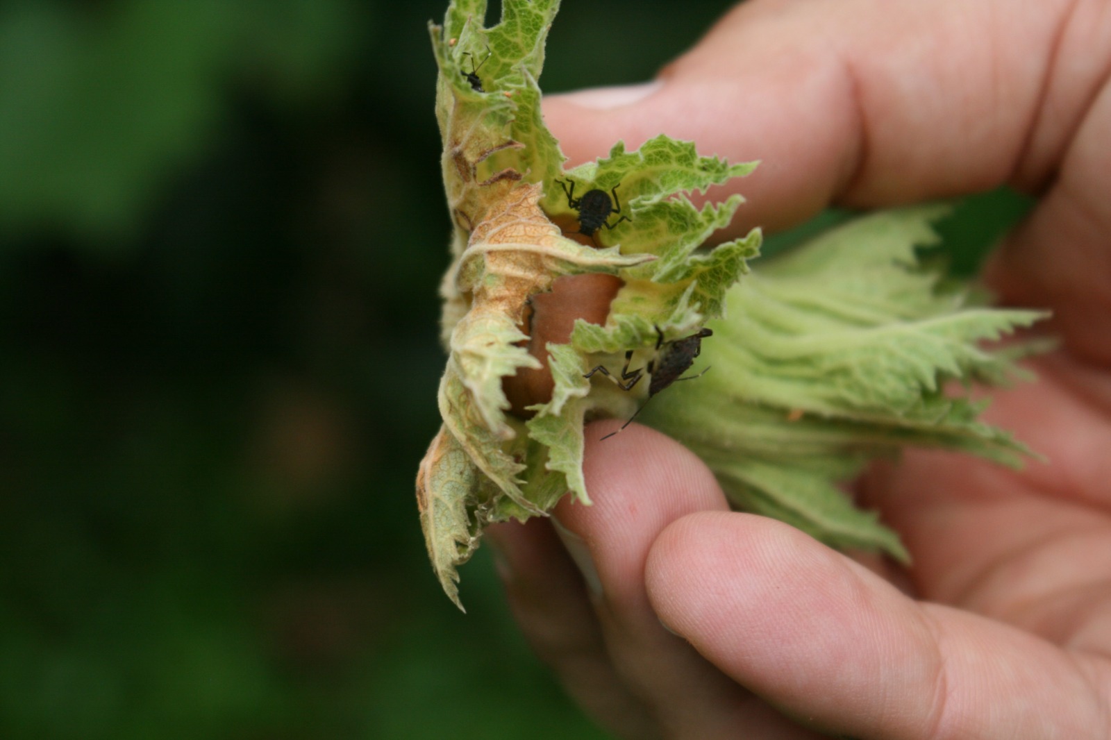 Karadeniz'in korkulu rüyası Marmara'ya da ulaştı!