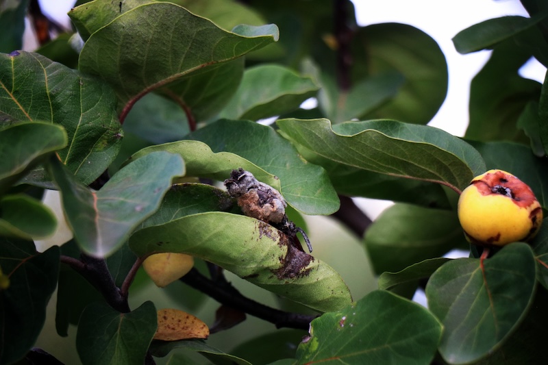 Dalların Altını Küle Döndü: Coğrafi İşaretli Geyve Ayvasında Bu Yıl Rekolte Yok (Foto Galeri)