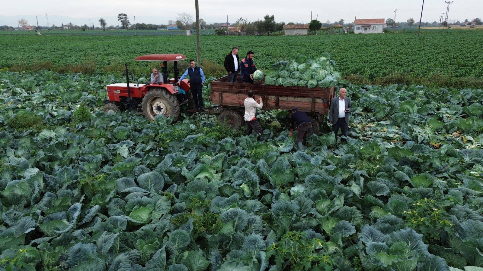 Bafra Ovası'nda beyaz lahana hasadı başladı (Foto Galeri) 